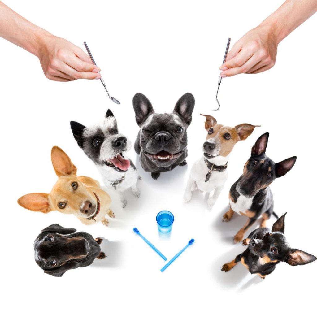 7 dogs with dental tools