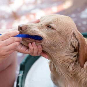 Dog with toothbrush in its mouth