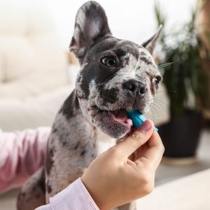 Dog with toothbrush in its mouth