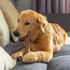 Dog sitting on a couch chewing a bone