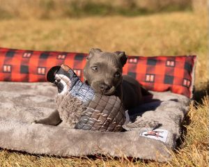 Dog laying on a dog bed with a quail dog toy