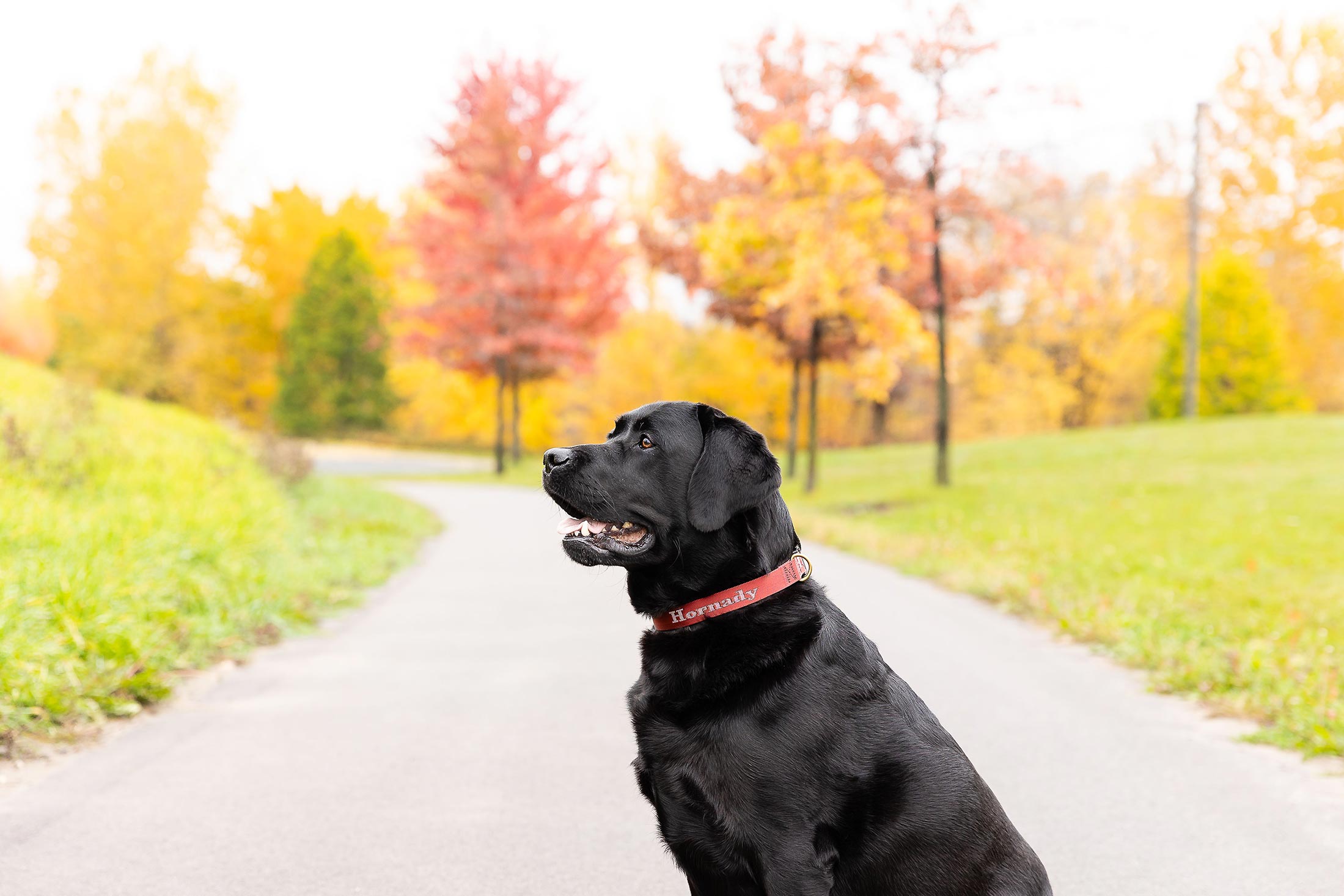 Black lab wearing red collar with fall leaves in the background