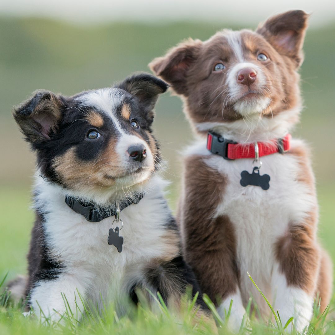 Two brown and white puppies