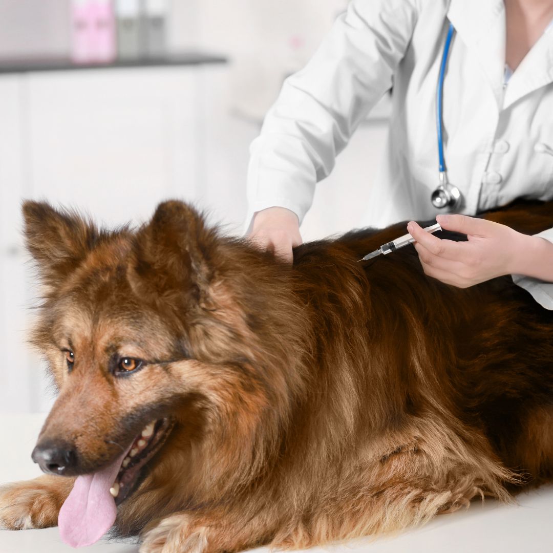 Fluffy brown dog receiving a vaccination