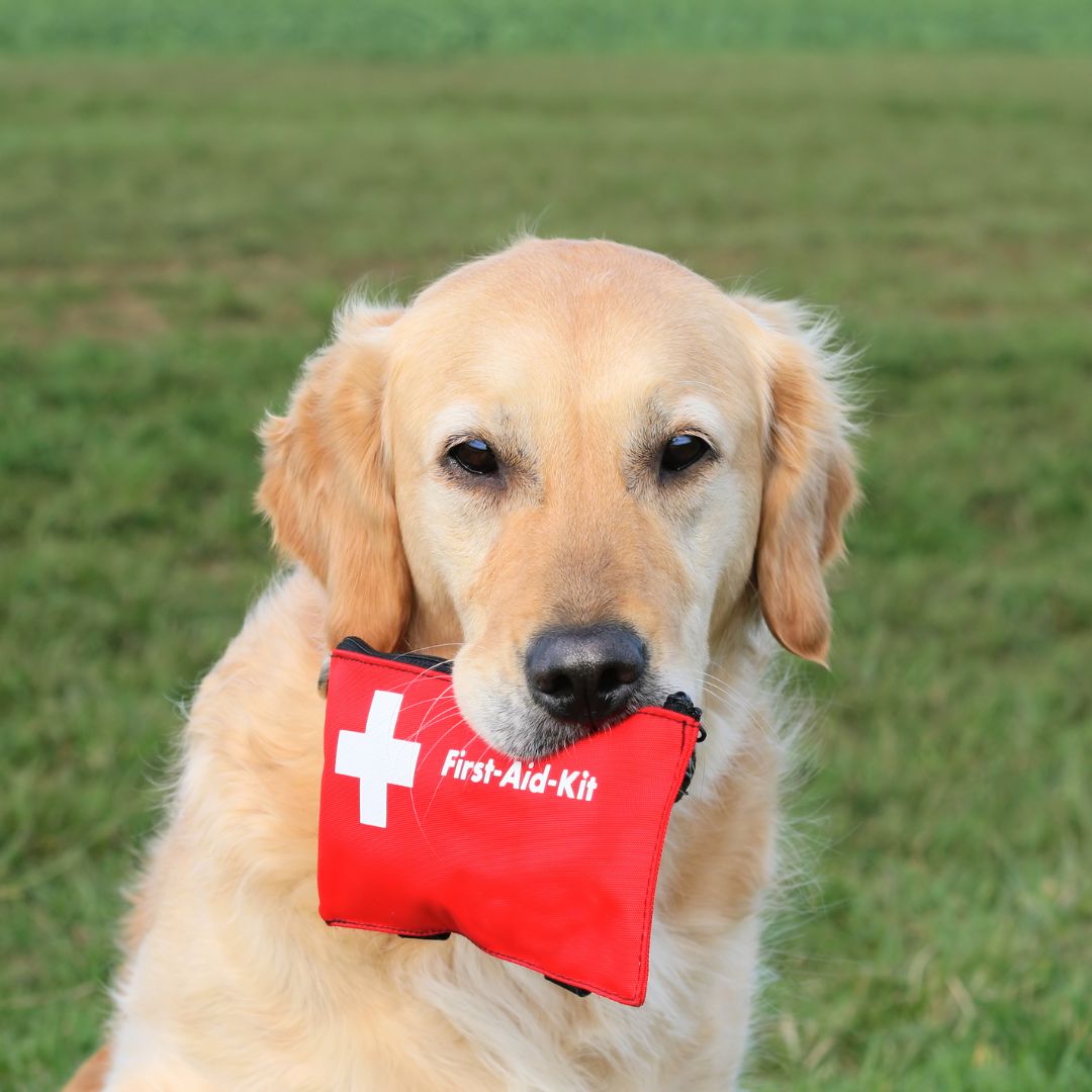 Dog holding a red first aid kit bag in its mouth