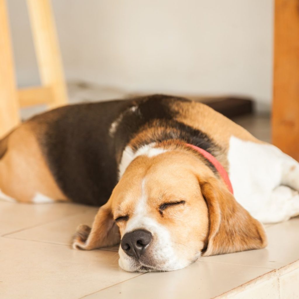 Beagle sleeping