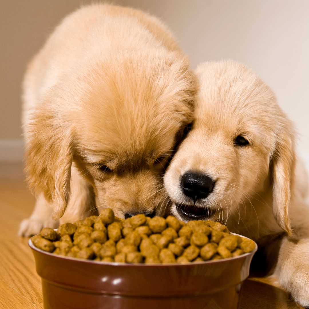 2 puppies eating