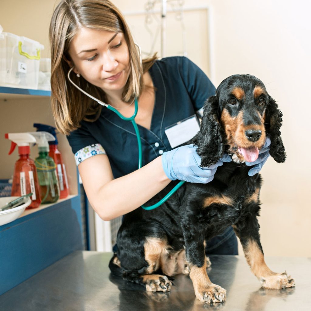 Dog at the vet