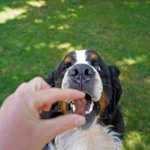 Dog getting a treat