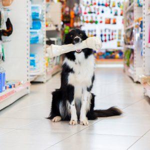 Dog with a large bone