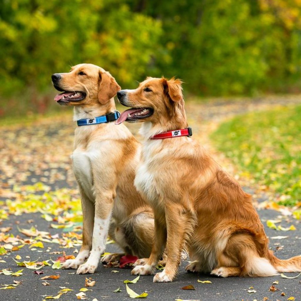 Dog wearing trailhead dog collars