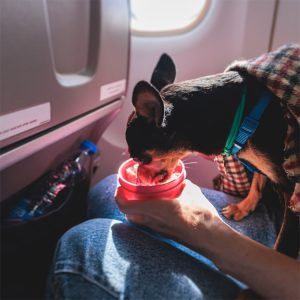 Dog eating on a plane