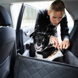 Dog in a car carrier