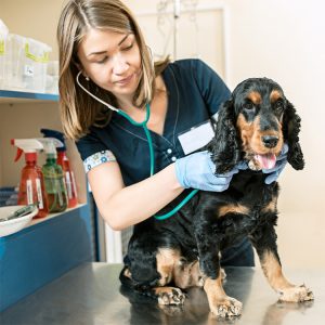 Dog at the vet