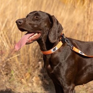 Dog in a field