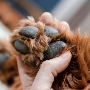 Dog paw