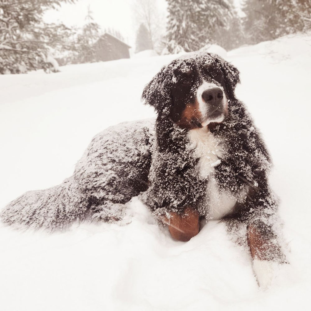 Dog covered in snow