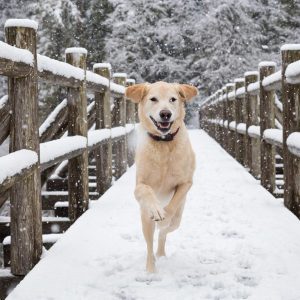 Dog running in snow