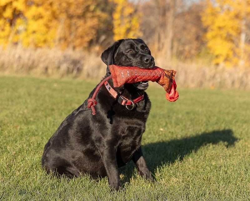 Hornady shotgun shell retriever