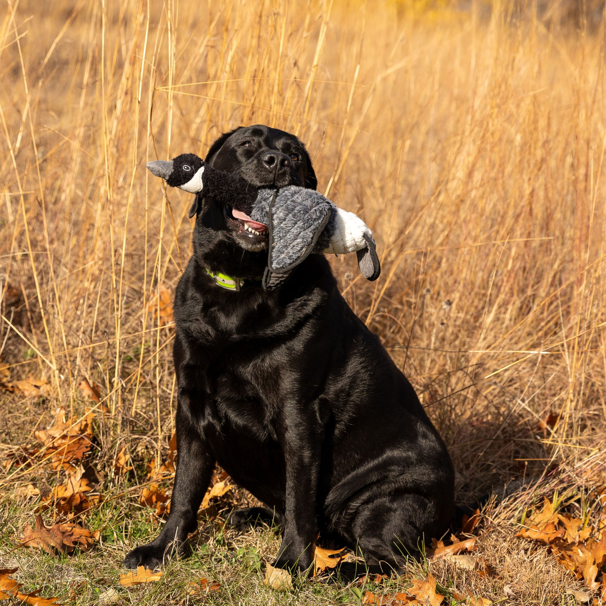 Canadian Goose Lined Dog Toy - Image 3