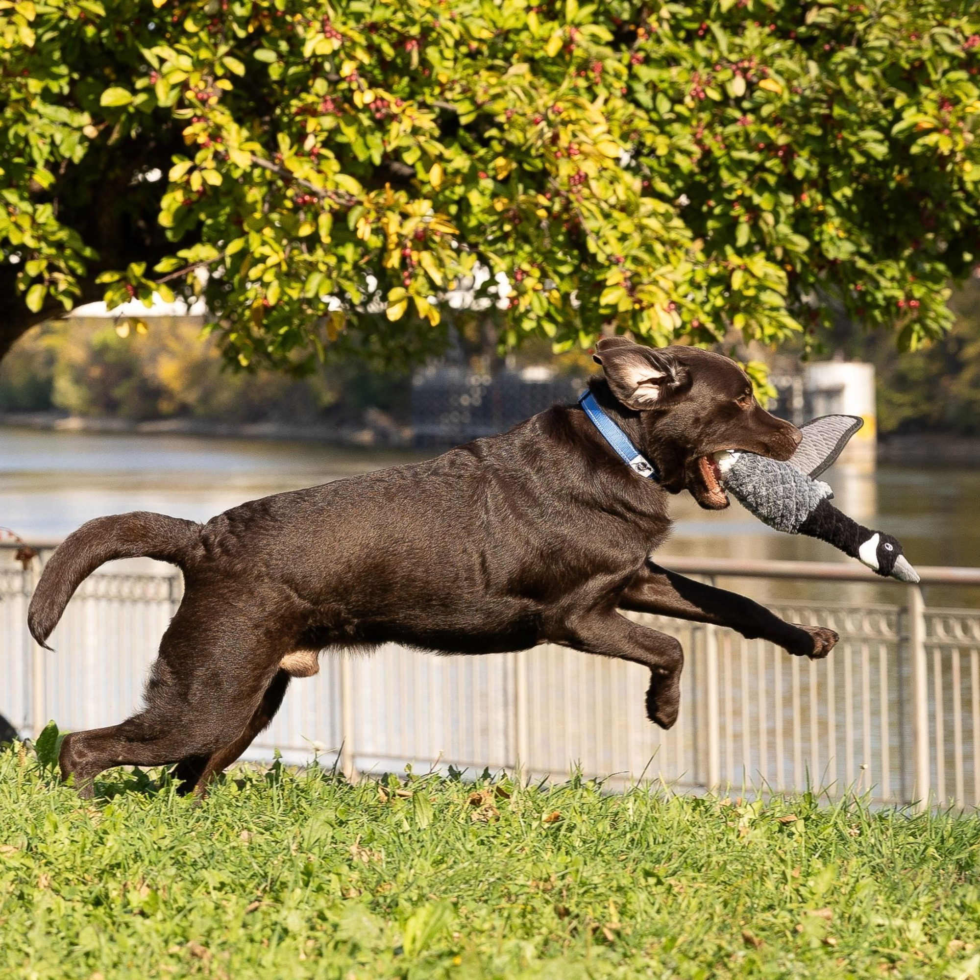 Canadian Goose Lined Dog Toy - Image 2